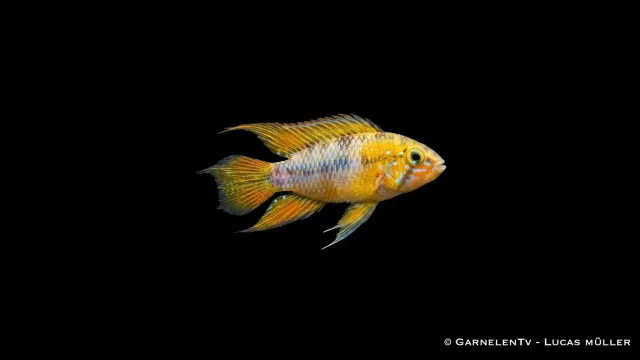 Apistogramma borelli opal dvärgciklid gul