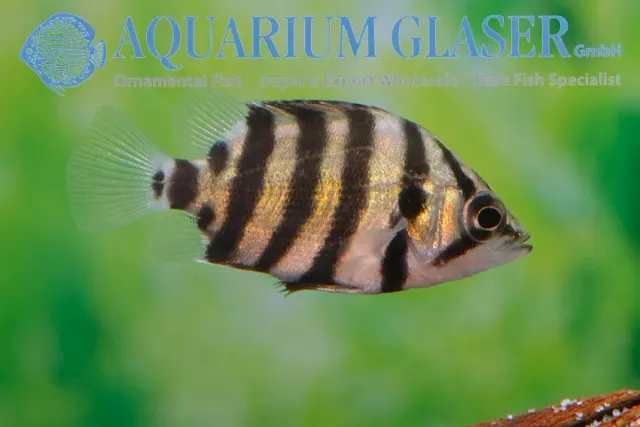 Näsets Ciklidhobby Datnioides polota akvariefisk 6–8 cm