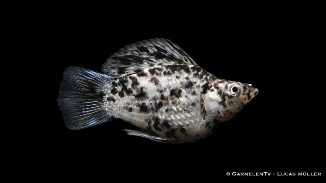 Garnelen TV Ballonmolly mix akvariefisk grupp