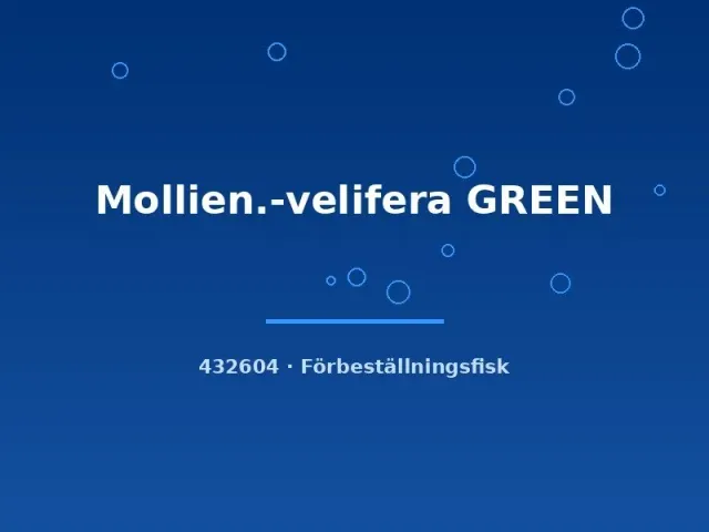 Näsets Velifera Green segelfensmolly akvariefisk lg–xlg