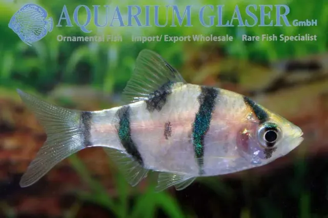 Näsets Ciklidhobby Barbus pentazona fembandsbarb akvariefisk lg-xlg