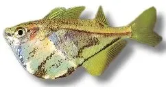 Näsets Ciklidhobby strigata yxfisk 2–3 cm marmorerad