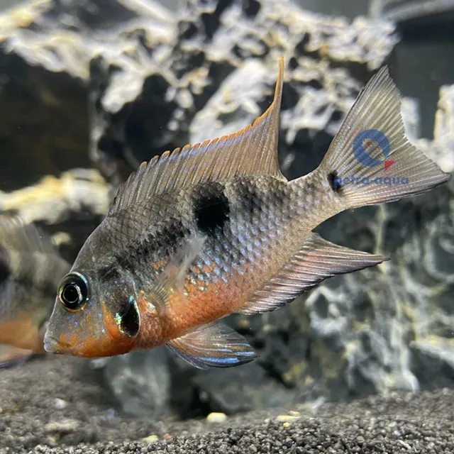 Näsets Ciklidhobby Firemouth ciklid XL robust