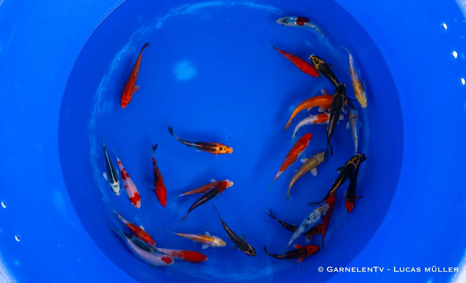 Garnelen TV Koi B Cyprinus carpio dammfisk 12–15 cm