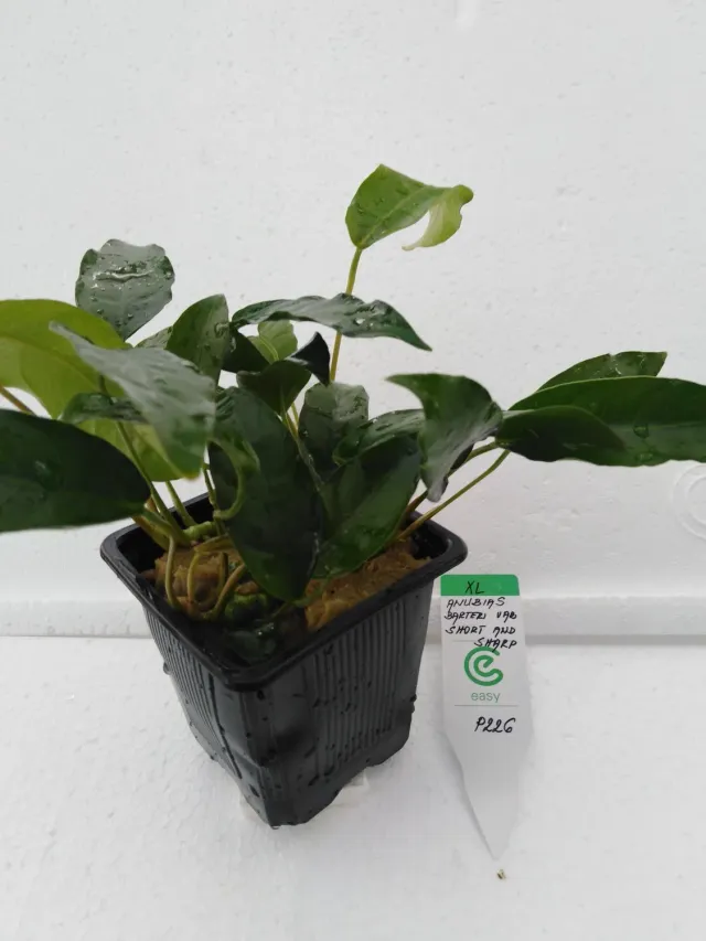 Näsets Ciklidhobby Anubias barteri akvarieväxt short and sharp XL