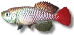 Nothobranchius foerschi killifisk 2,5–3,5 cm