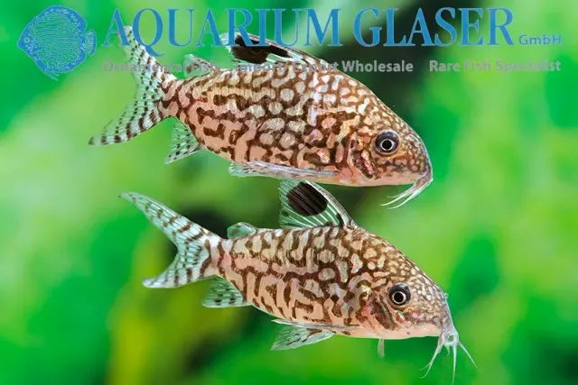 Näsets Ciklidhobby Corydoras reticulatus pansarmal lg-xlg nätmönstrad