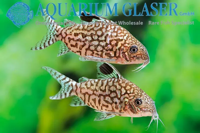 Näsets Ciklidhobby Corydoras reticulatus pansarmal lg-xlg nätmönstrad