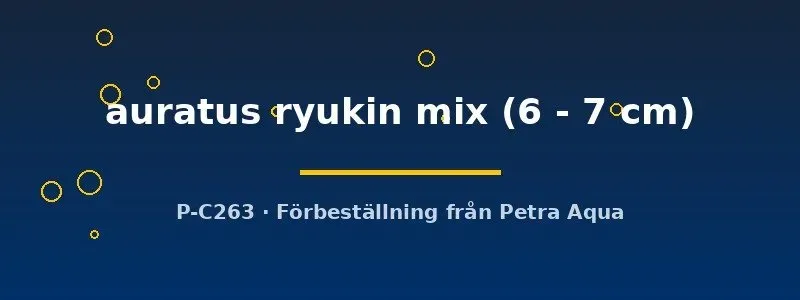 Carassius auratus ryukin mix guldfisk 6–7 cm