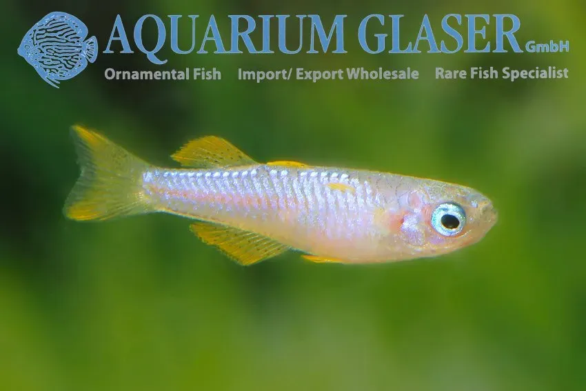 Näsets Ciklidhobby Pseudomugil luminatus blåöga lg–xl