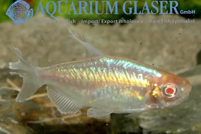 Näsets Ciklidhobby Albino Kongotetra MD akvariefisk förbeställning