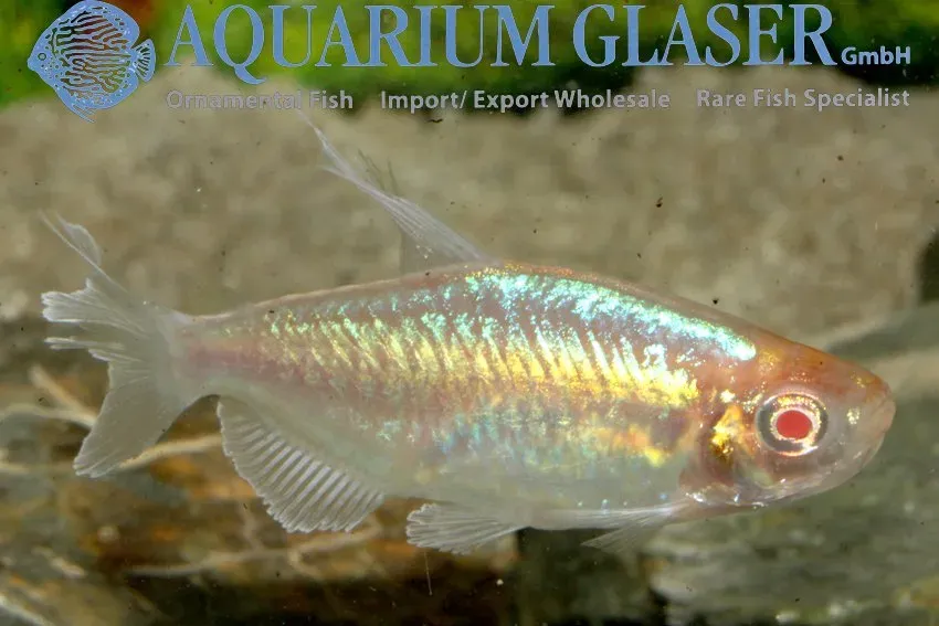 Näsets Ciklidhobby Albino Kongotetra MD akvariefisk förbeställning