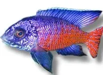 Näsets Ciklidhobby Ngara Peacock ciklid 2–3 cm