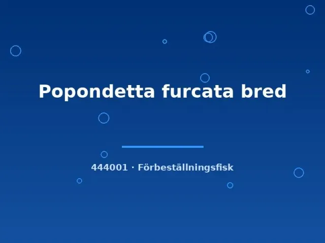 Näsets Ciklidhobby Popondetta furcata regnbågsfisk sm