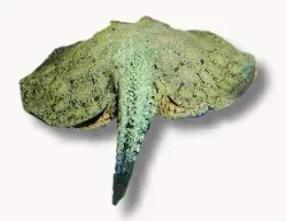 Näsets Ciklidhobby Reticulatus sötvattensrocka 10 cm