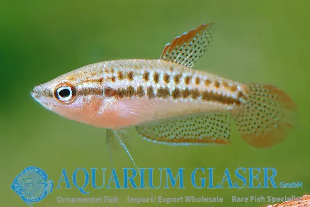 Näsets Ciklidhobby Trichopsis pumila dvärggurami lg
