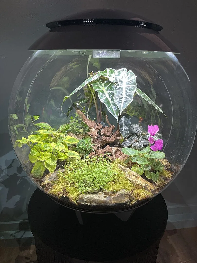 biOrb Air 60 terrarium 60 liter grå automatisk dimma