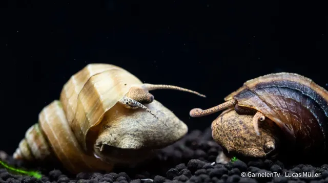 Garnelen TV Taia naticoides akvariesnäcka levandefödande