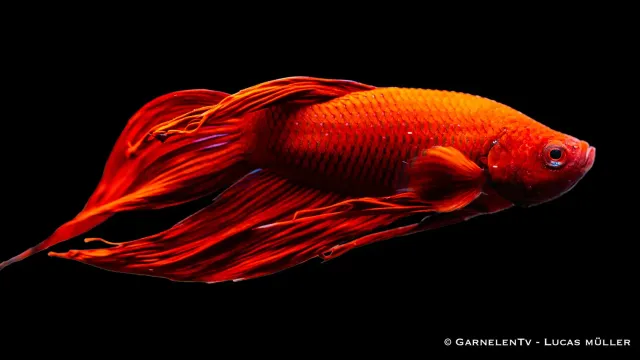 Garnelen TV Betta splendens kampfisk hane kortfenad