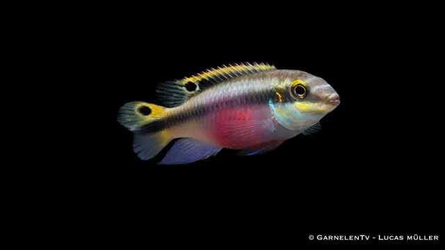 Garnelen TV Purpurprakt Pelvicachromis pulcher ciklid par
