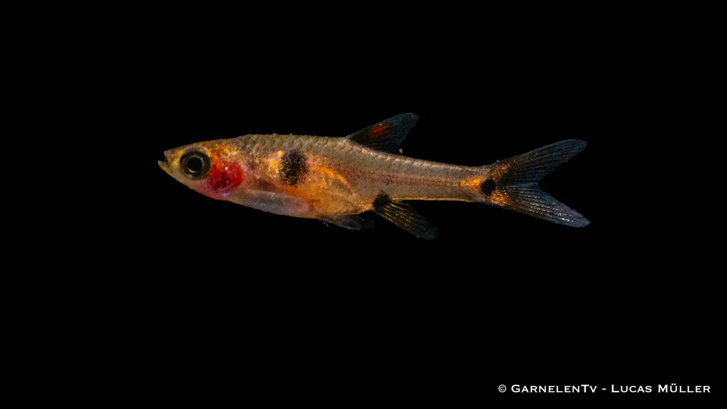 Garnelen TV dvärgrasbora Boraras maculatus