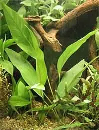 Näsets Ciklidhobby Anubias afzelii akvarieväxt pot tålig