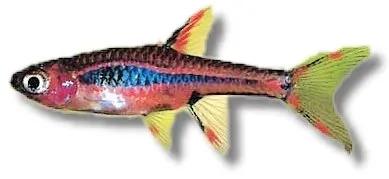 Näsets Ciklidhobby Mosquito Rasbora Boraras brigittae akvariefisk 0,5–1 cm