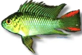 Näsets Ciklidhobby Apistogramma hoignei dvärgciklid 3–4 cm lugn