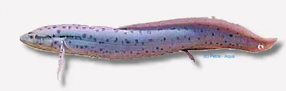 Näsets Protopterus aethiopicus lungfisk 25–30 cm jätte