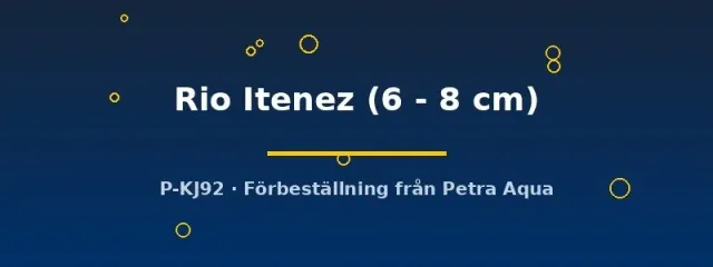Näsets L519 Ancistrus Rio Itenez mal 6–8 cm