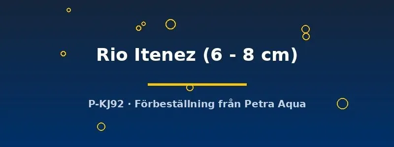 Näsets L519 Ancistrus Rio Itenez mal 6–8 cm