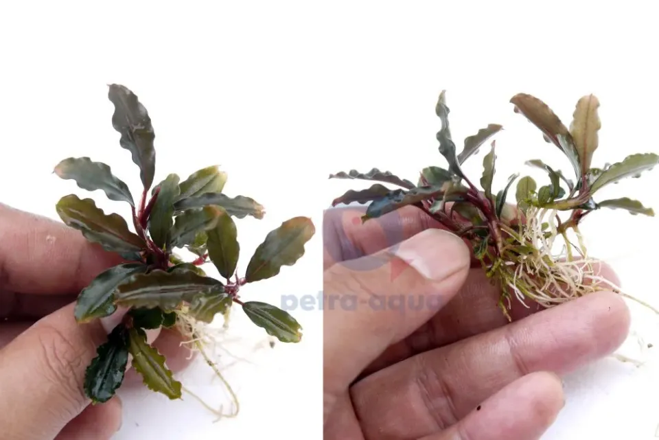 Näsets Ciklidhobby Bucephalandra brownie hermes Easy8 växt