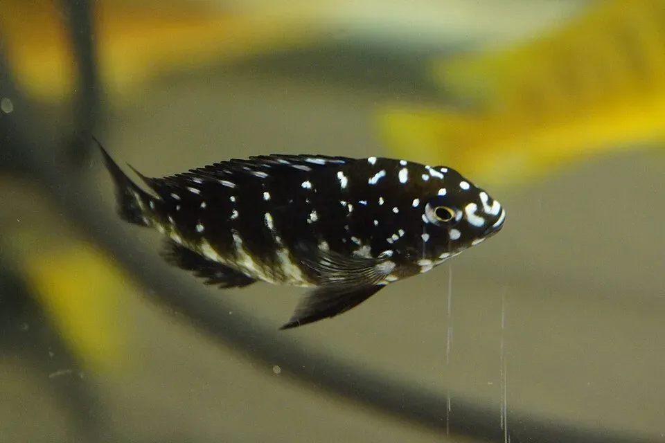 Näsets Tropheus duboisi ciklid 4-5 cm flockfisk