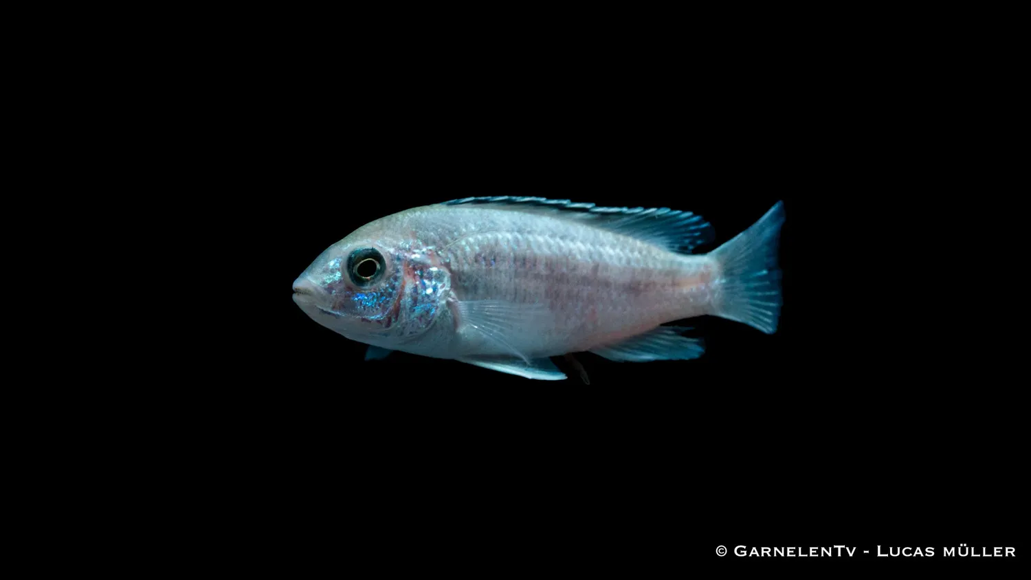 Garnelen TV Labidochromis Caeruleus White ciklid vit