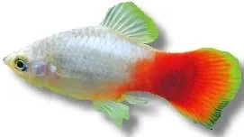 Näsets Ciklidhobby Platy Blue-Red akvariefisk 3–4 cm tålig