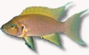 Lamprologus Daffodil ciklid >7,5 cm