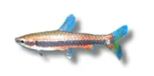 Näsets Ciklidhobby Nannostomus beckfordi pennfisk 1,5–2 cm