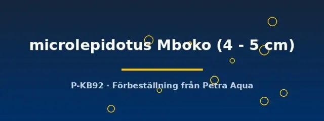 Näsets Ciklidhobby Cyprichromis microlepidotus Mboko ciklid 4–5 cm