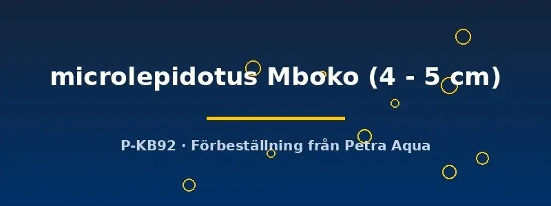 Näsets Ciklidhobby Cyprichromis microlepidotus Mboko ciklid 4–5 cm