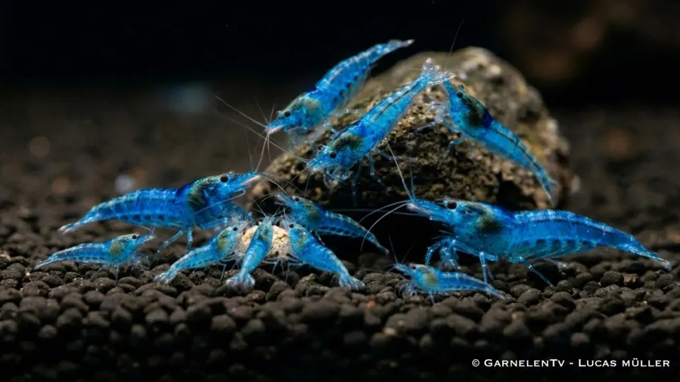 Garnelen TV Blue Jelly neocaridina akvarieräkor 10-pack med foder