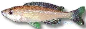 Paracyprichromis brieni ciklid 6,5–8 cm tanganyika