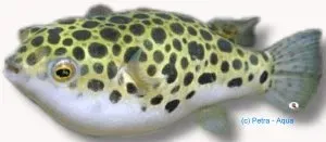 Näsets Ciklidhobby Tetraodon fluviatilis blåsfisk 6–8 cm grön