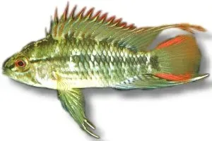 Näsets Ciklidhobby Apistogramma viejeta dvärgciklid 3–4 cm