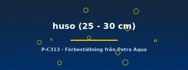 Näsets Huso huso stör 25–30 cm dammfisk rovfisk