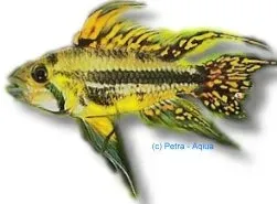 Näsets Apistogramma cacatuoides kakaduaciklid XL färgstark