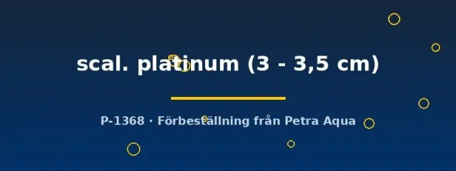 Pterophyllum scalare platinum skalär akvariefisk 3–3,5 cm