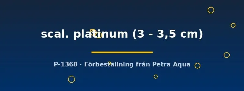 Pterophyllum scalare platinum skalär akvariefisk 3–3,5 cm