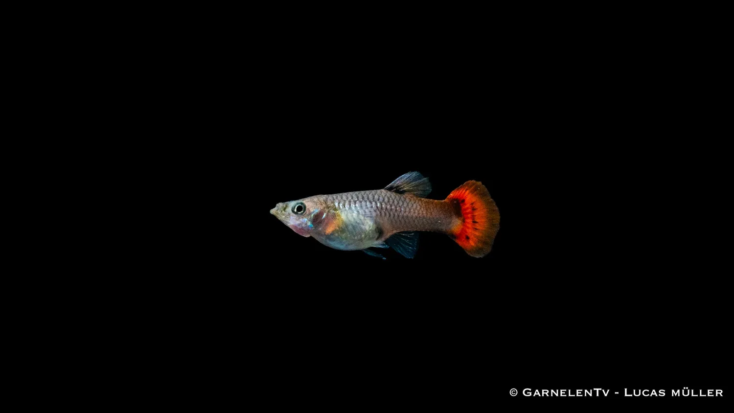 Garnelen TV Guppy Pink akvariefisk hona