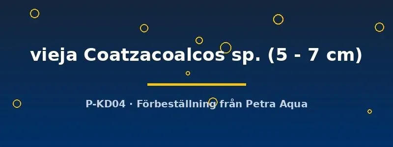 Vieja Coatzacoalcos sp. 5–7 cm ciklid storvuxen