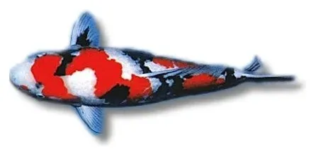 Näsets Ciklidhobby Koi Showa koikarp 18–21 cm